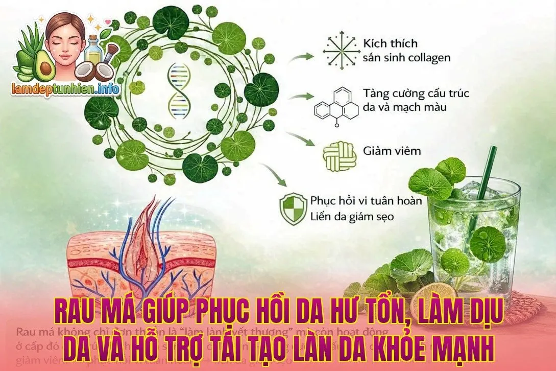 Rau má giúp phục hồi da hư tổn, làm dịu da và hỗ trợ tái tạo làn da khỏe mạnh
