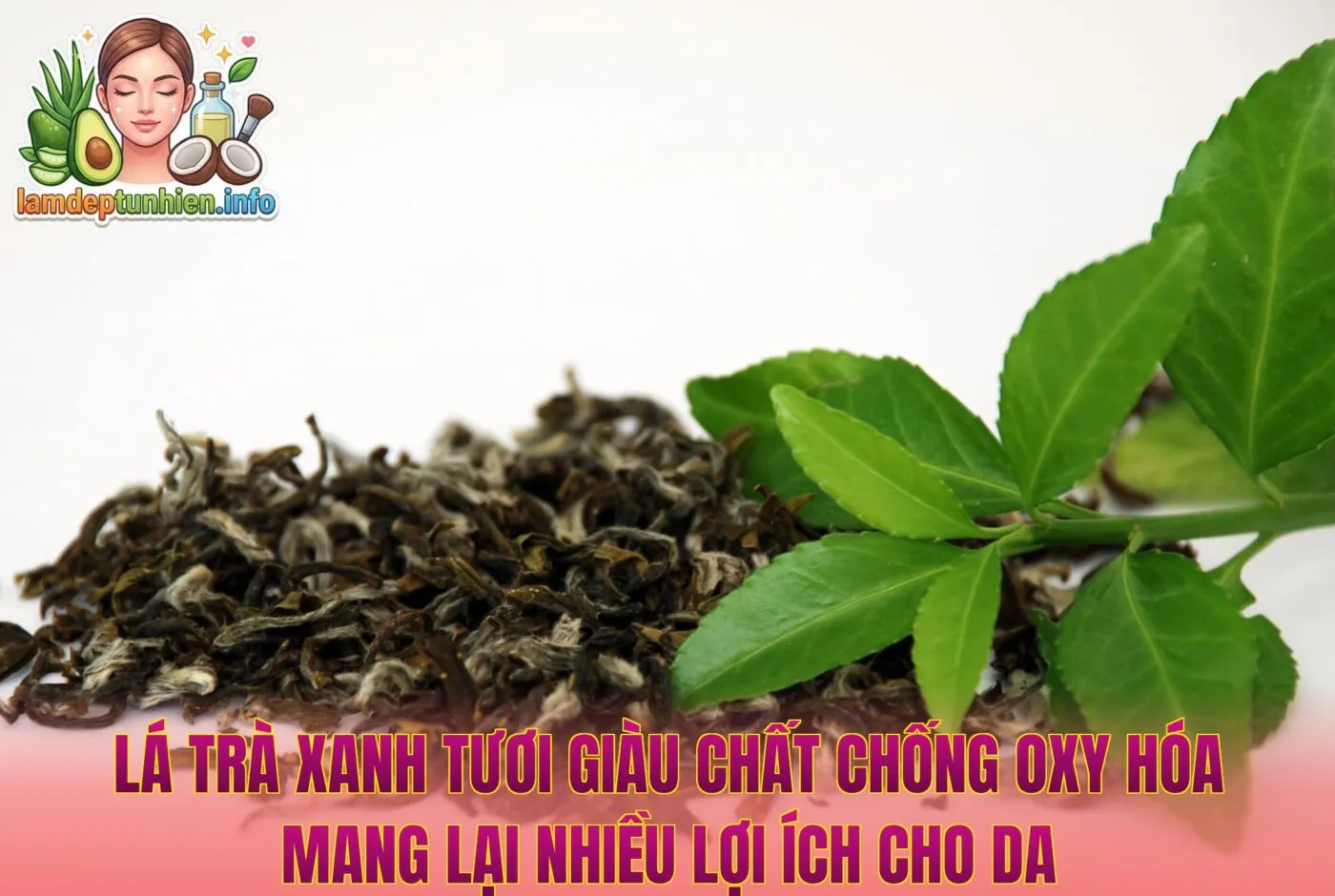 Lá trà xanh tươi giàu chất chống oxy hóa mang lại nhiều lợi ích cho da